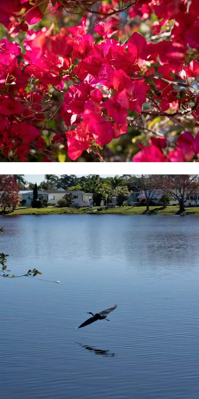  Bougainvillea and birds flying over the river. 